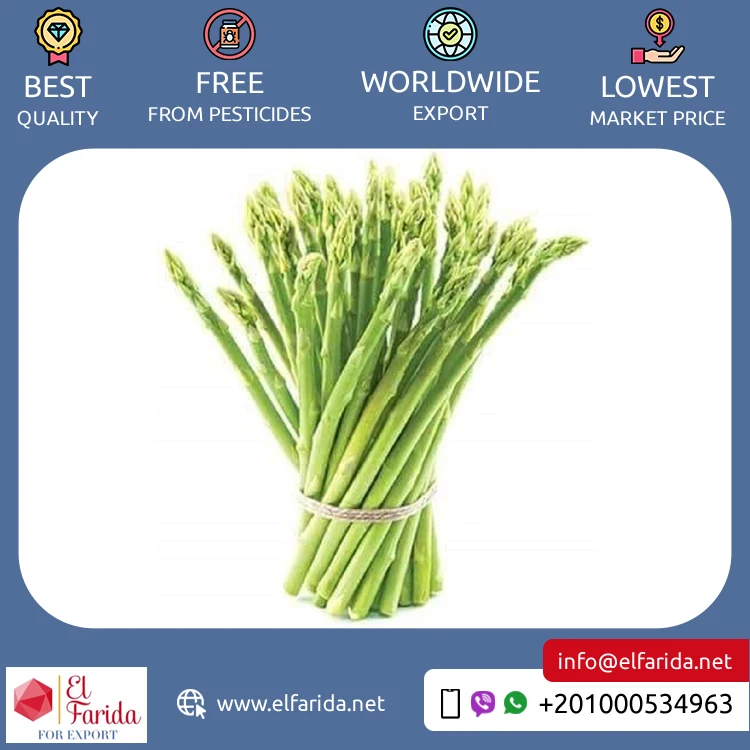 Leading Exporter of Premium Quality 100% Natural Green Fresh Vegetables Asparagus for Bulk Purchase