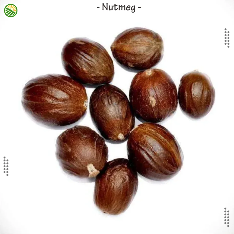 Wholesale best quality spices round nutmeg with shell Big smooth nutmeg seeds whole nutmeg in shell export quality