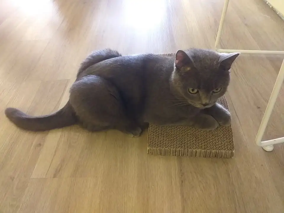 Good Choice for Pets Paper Cat Scratcher Cat Scratching Sleeping Playing Customized Color in Vietnam Company Ms. Jennie