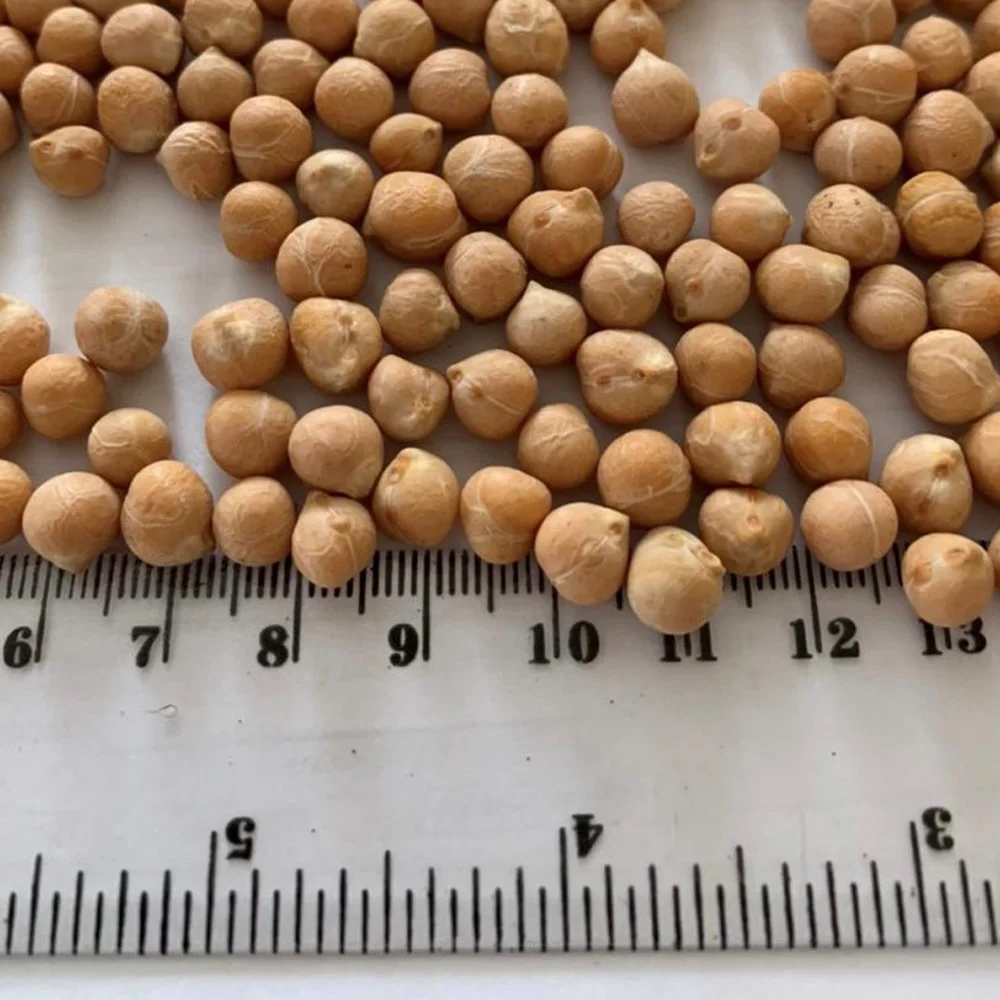 High quality Chickpeas for food industry and cooking wholesale prices beans and seeds for sale chick peas