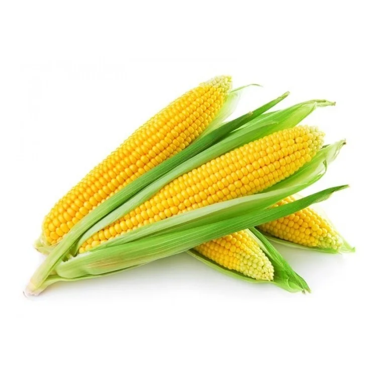 Wholesale Supplier Of Bulk Fresh Stock of Died Yellow and White Maize / Corn Grains