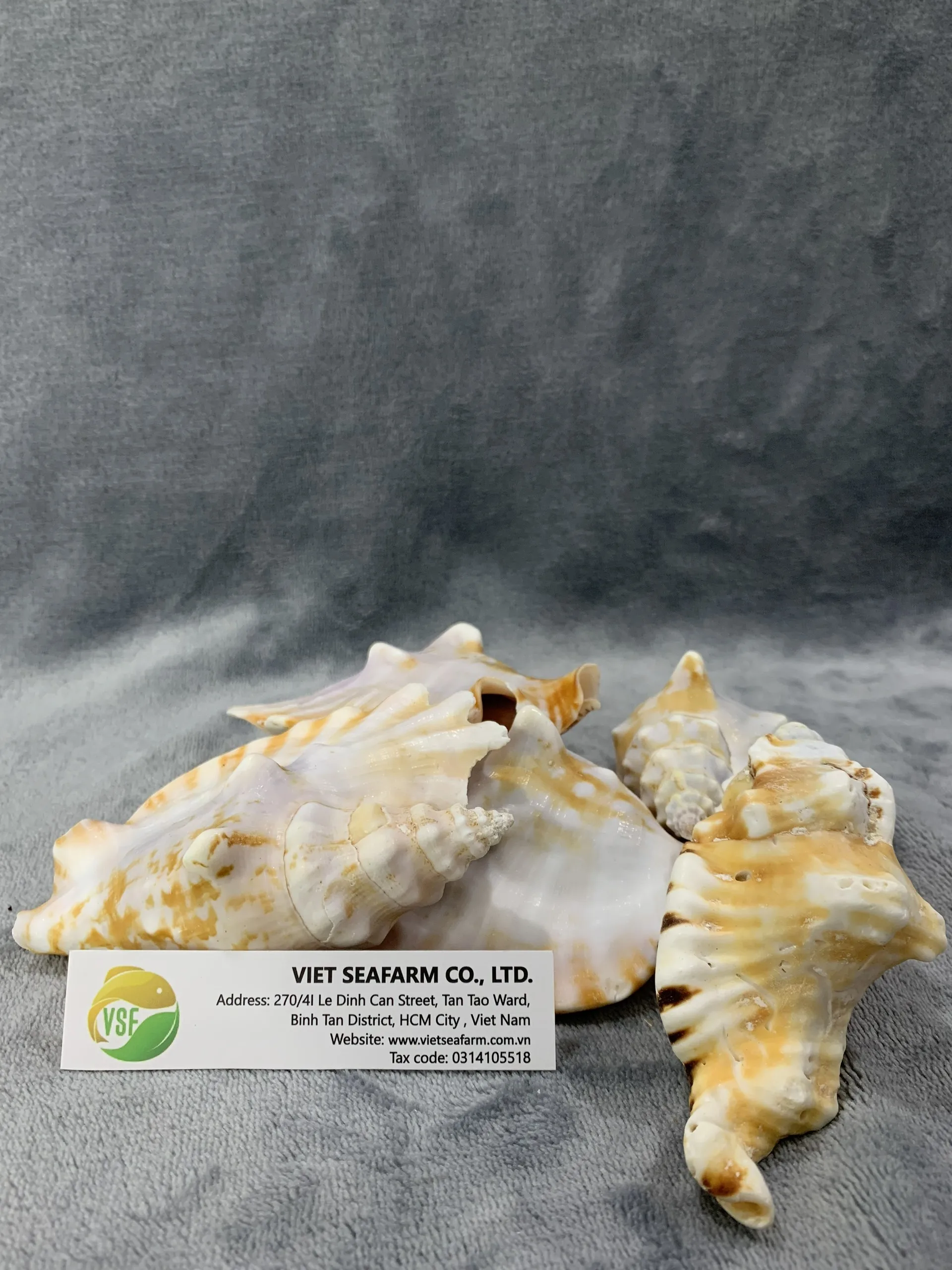 2020 Hot Selling Seashells 100% Natural High Quality Cheap Price Many Styles And Size For Decorating From Vietnam