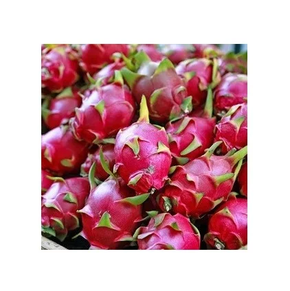 Cheap Wholesale Top Quality Fresh Dragon Fruits In Bulk