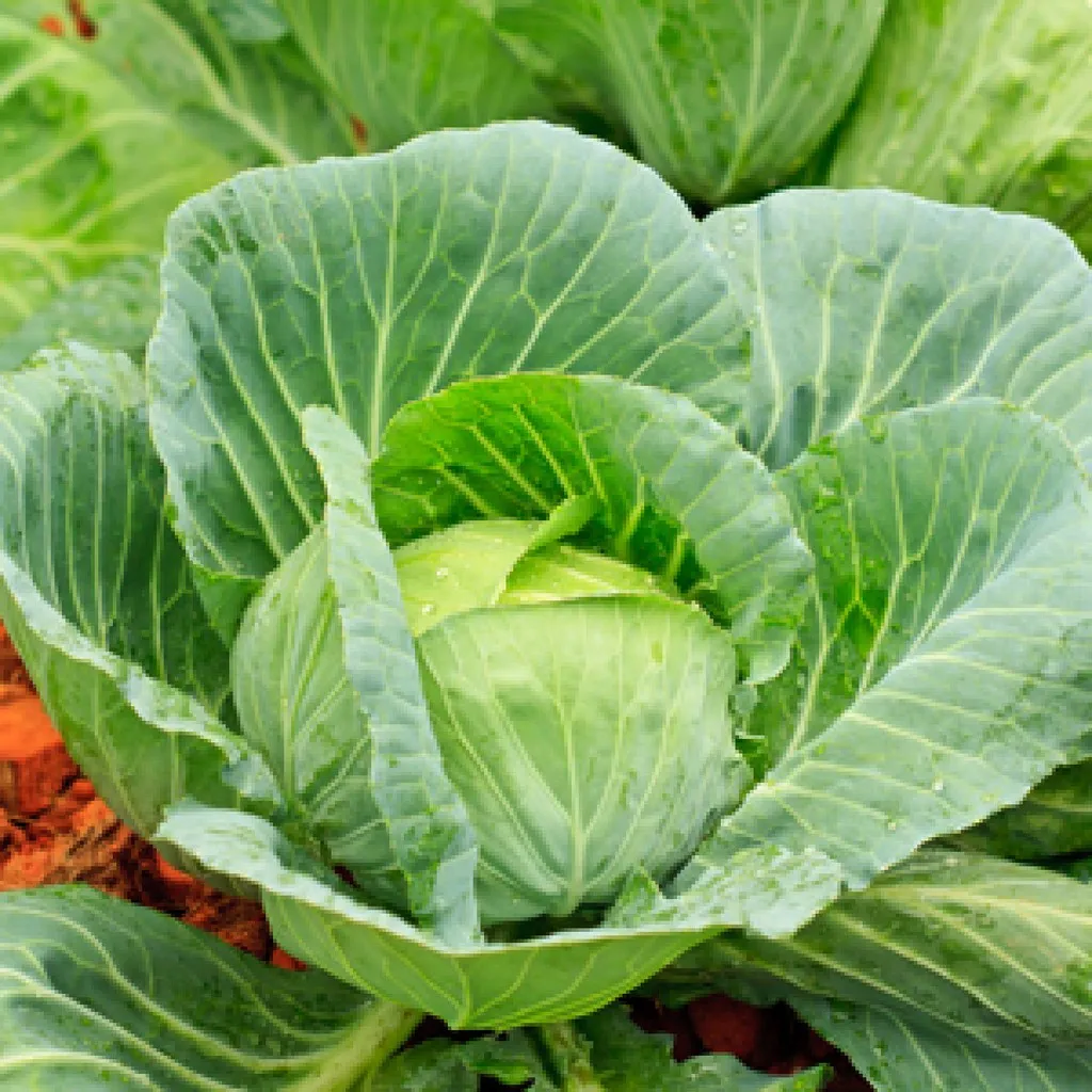 Fresh Cabbages From Wholesale Vietnam Supplier Vegetables Agriculture High Quality Green Farmer All Season Ready To Ship