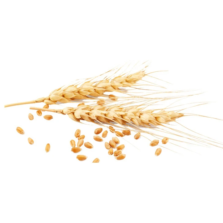 Organic Durum Wheat Grains in Bulk Best Wholesale Pricing for Food Usage