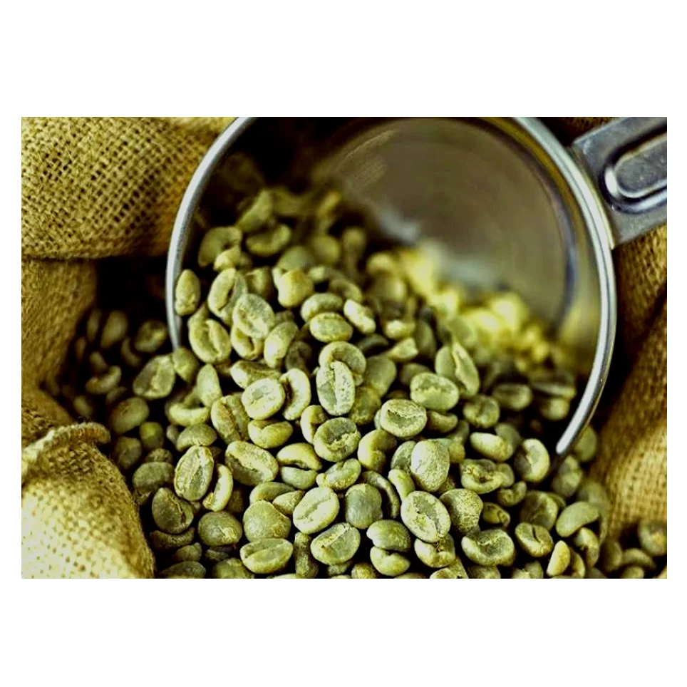 Top Quality Best Ready Raw Coffee Beans For Drinking Factory Supply Green Coffee Beans Wholesale From Indonesia Bean Exporter