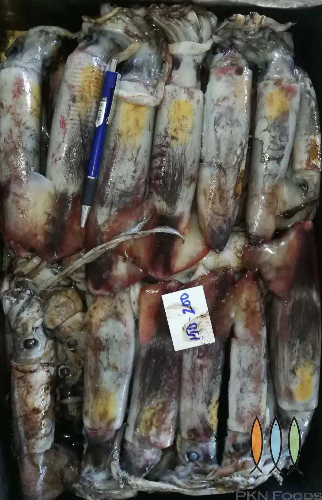 Quality Best Nature Catching Processing IQF Raw Whole Parts Fishing frozen squid Black Squid from Vietnam