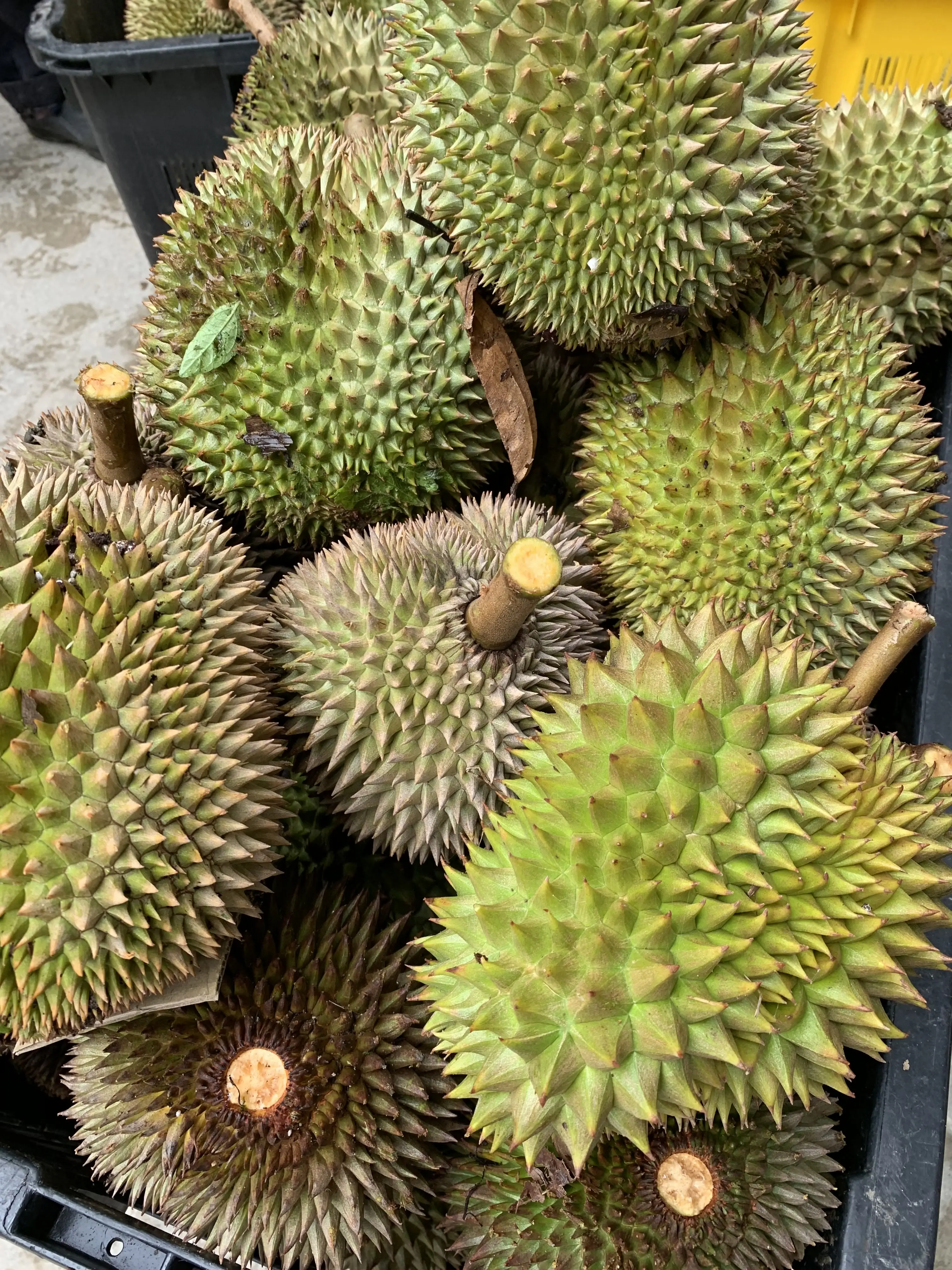 Best Fresh Durian Smelly Fruit Tropical Fruit Malaysian Thorny D197 Durian Pulp Tray Green Fruit
