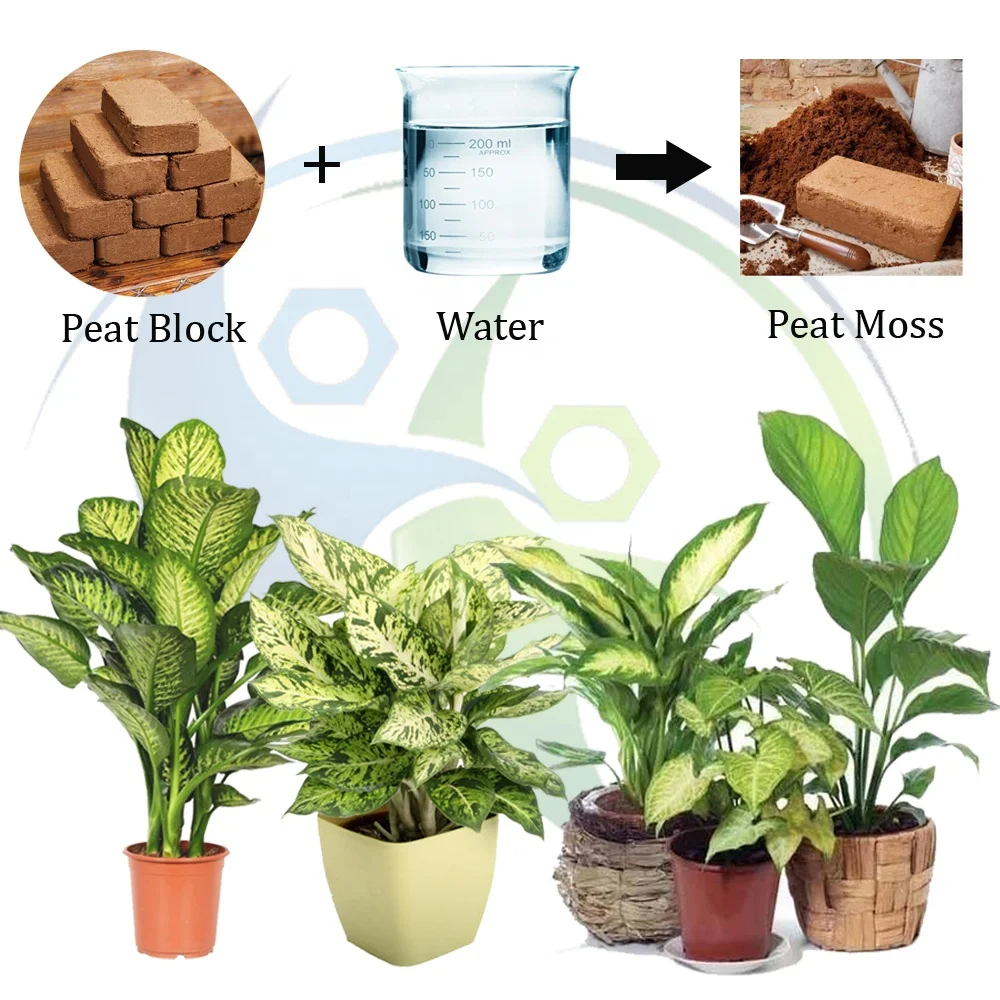 Coco Moss Block for Singapore Importer - Coco peat Used to Animal Bedding and Plantation