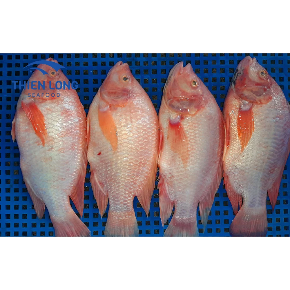 Frozen Whole Round Red Tilapia Fish For Export In Bulk