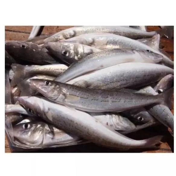 Premium Quality Fresh Frozen Hake Whole Fish and Hake Fillet Product