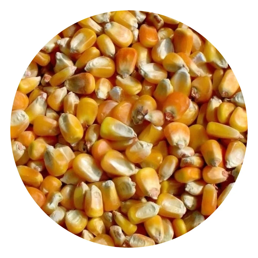 High quality corn grain natural product of Kazakhstan corn for sale