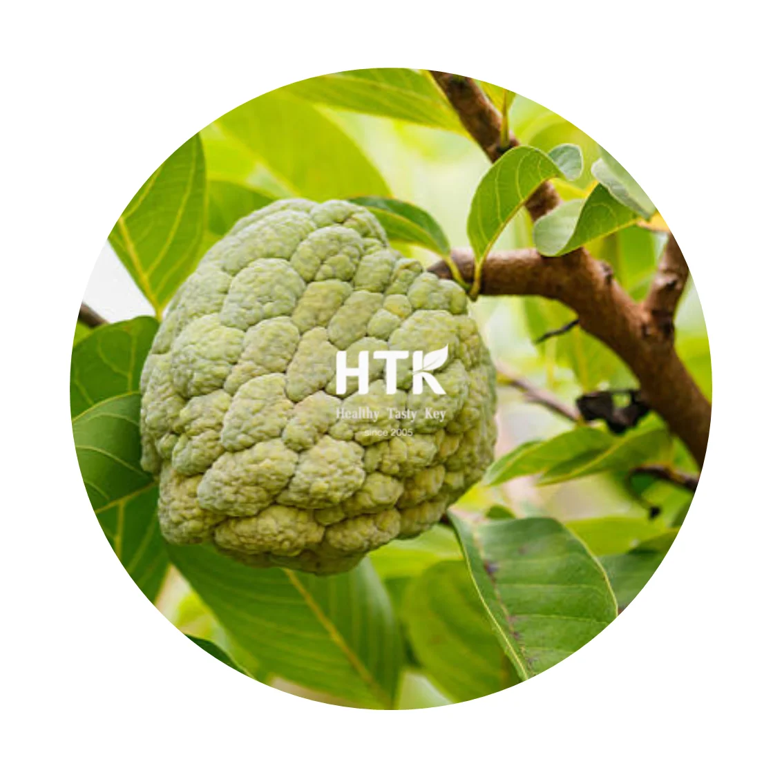 100% г. натуральный замороженный яблочный сок CHERIMOYA концентрат изготовленный во Вьетнаме от HTK FOODS для продуктов питания и напитков