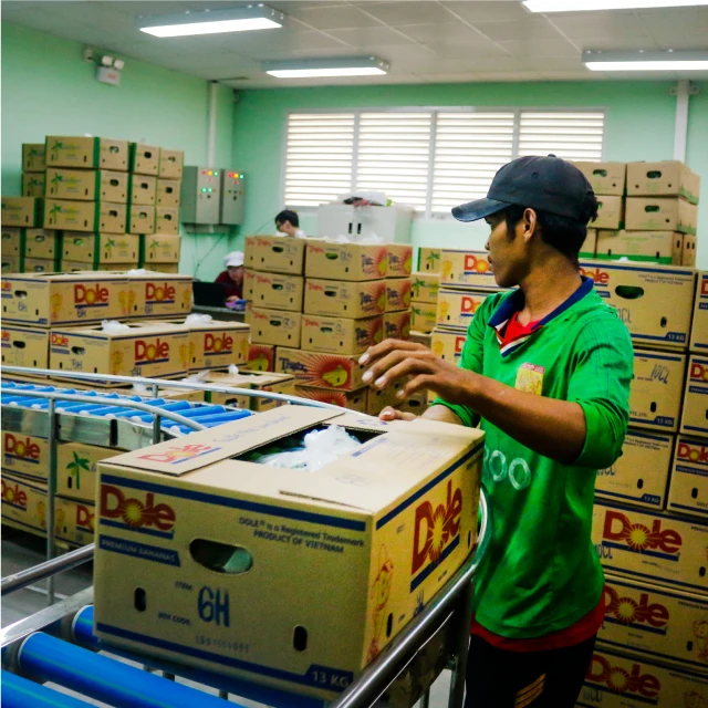 Золотые зеленые бананы cavendish от Unifarm