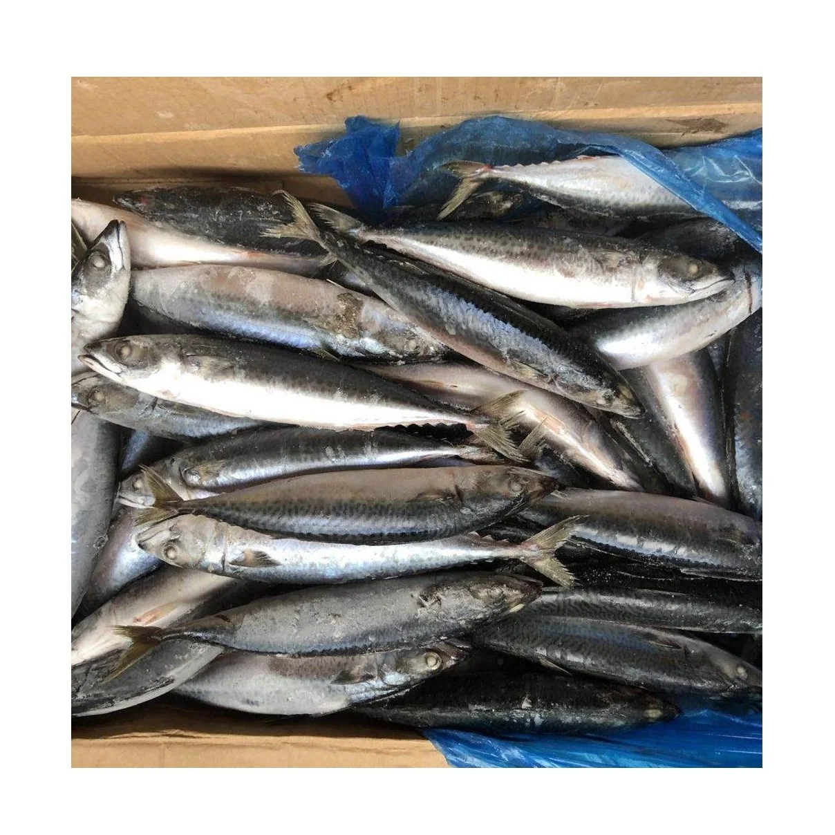 Полный здорового сырья испанская скумбрия морепродукты замороженная рыба
