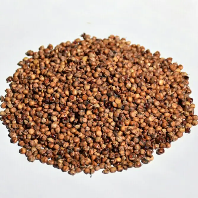 Organic Sorghum  Indian Sorghum/ White and Red Sorghum High Quality For Sale NOw