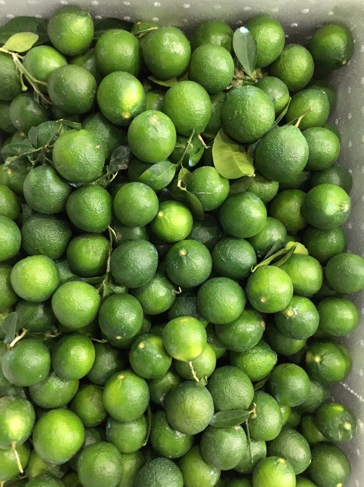 Fresh Premium Persian Lime - Top Quality, Best Price, Directly From Producers In Vietnam