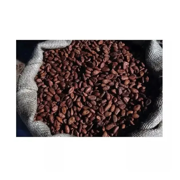 Ghana Cocoa Bean Price Per Kg High Quality Raw Cocoa Bean  Organic Cacao Bean