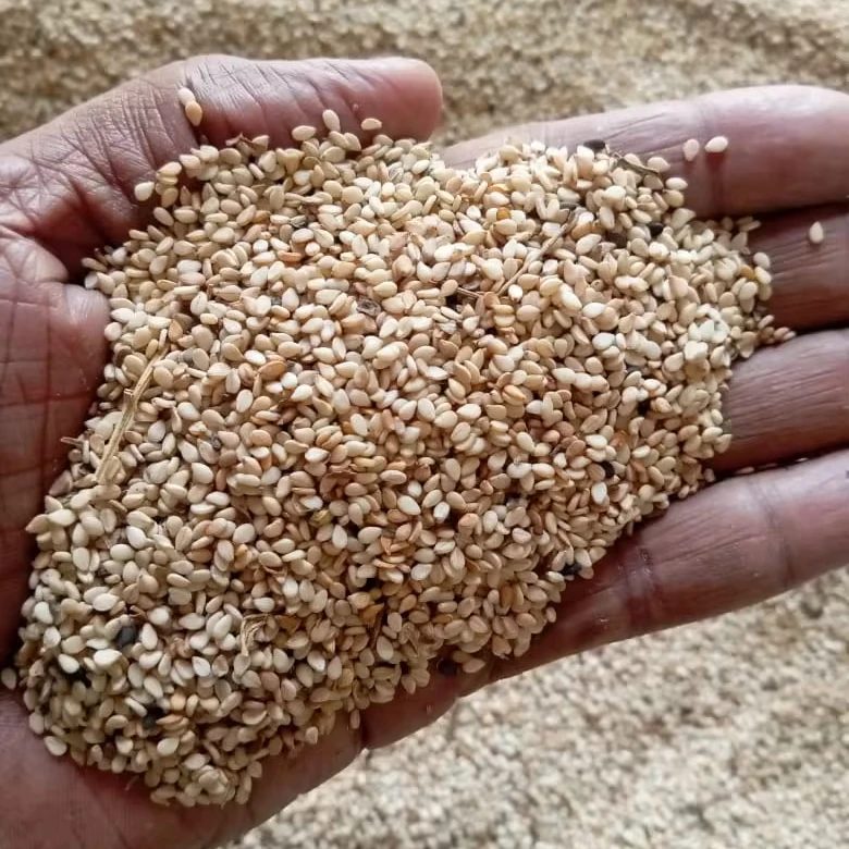 Non-Hulled Sesame/ Natural Sesame/ Sesamum indicum/ Til