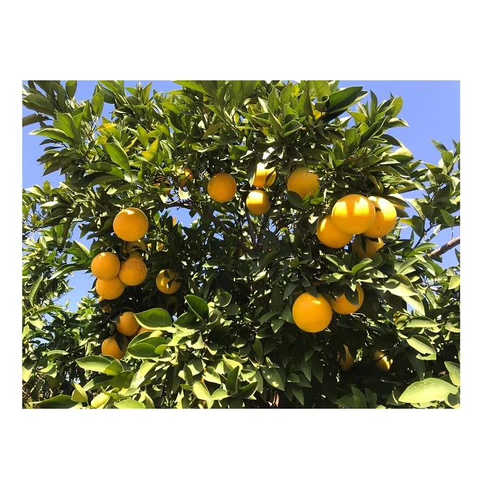 Wholesale Cheap Price Best Quality Fresh Valencia Oranges Fresh Fruits For Sale Worldwide Exports