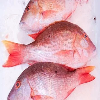 Processed Frozen Sea Bream - Red Sea Bream - Seafood