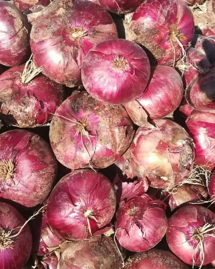 onions  (17).jpg