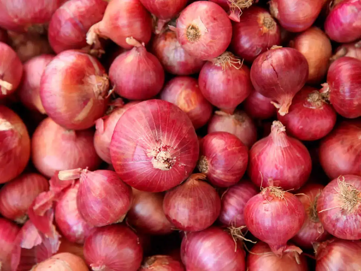 Export Quality Fresh Light Red Onions for Eatable Available at Wholesale Prices for Worldwide Export From India