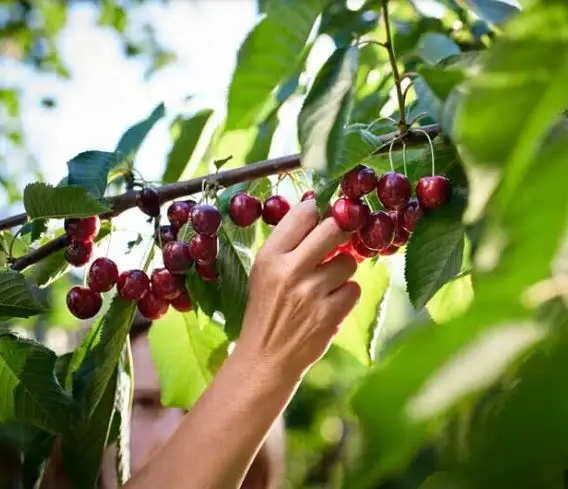 Fresh Cherries