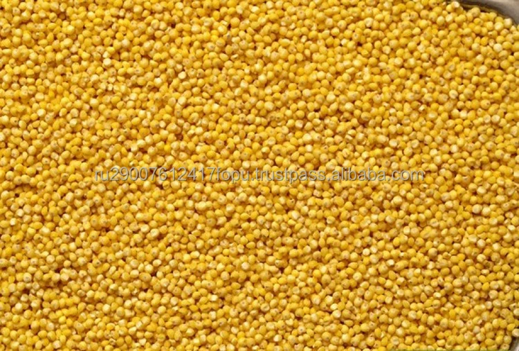 Семена желтой горчицы премиум-класса придают еде едкий острый вкус и для лечения многих заболеваний, горчицы