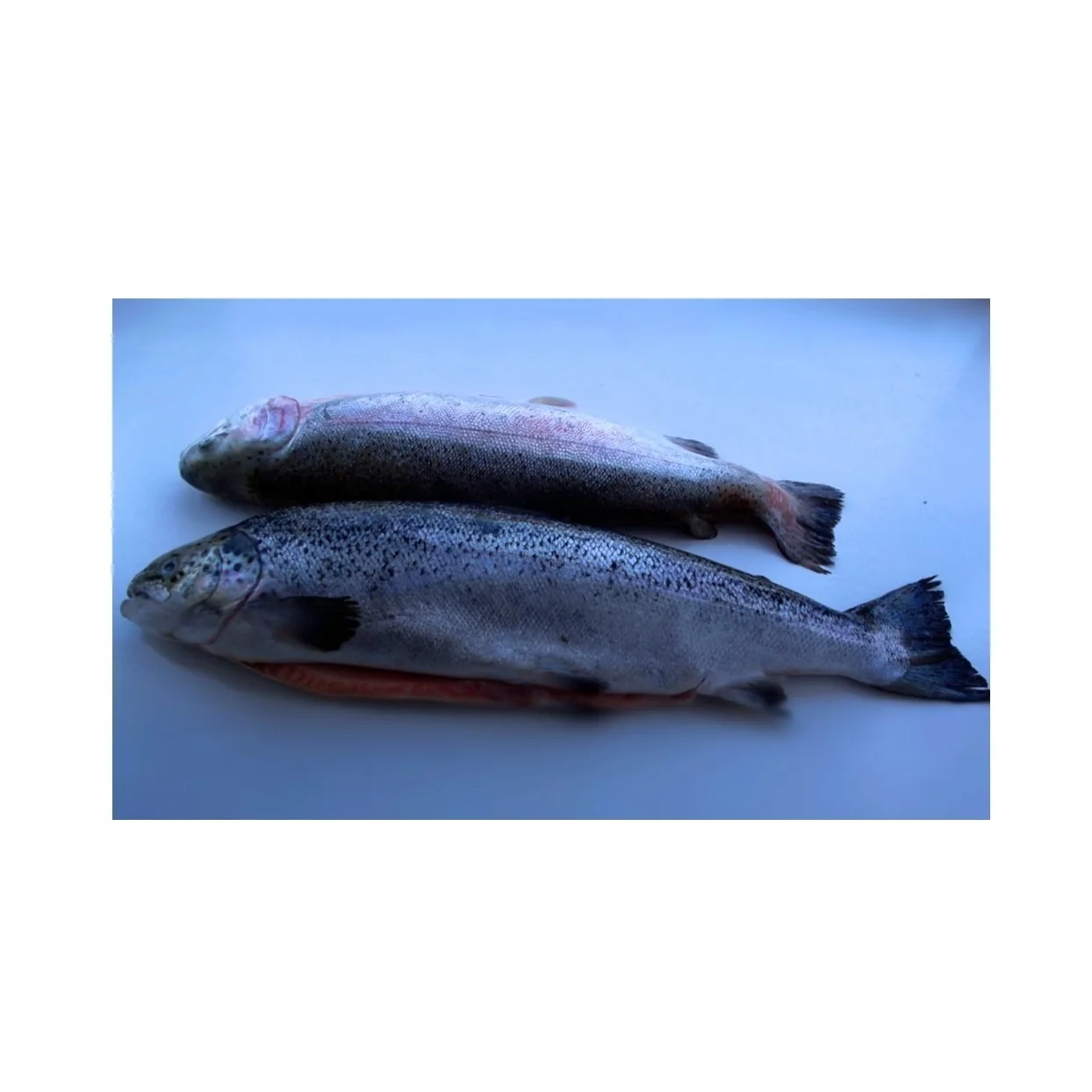 Cheap Price Bulk Sale Top Quality Frozen Salmon Whole Fish wholesale sale From German Supplier