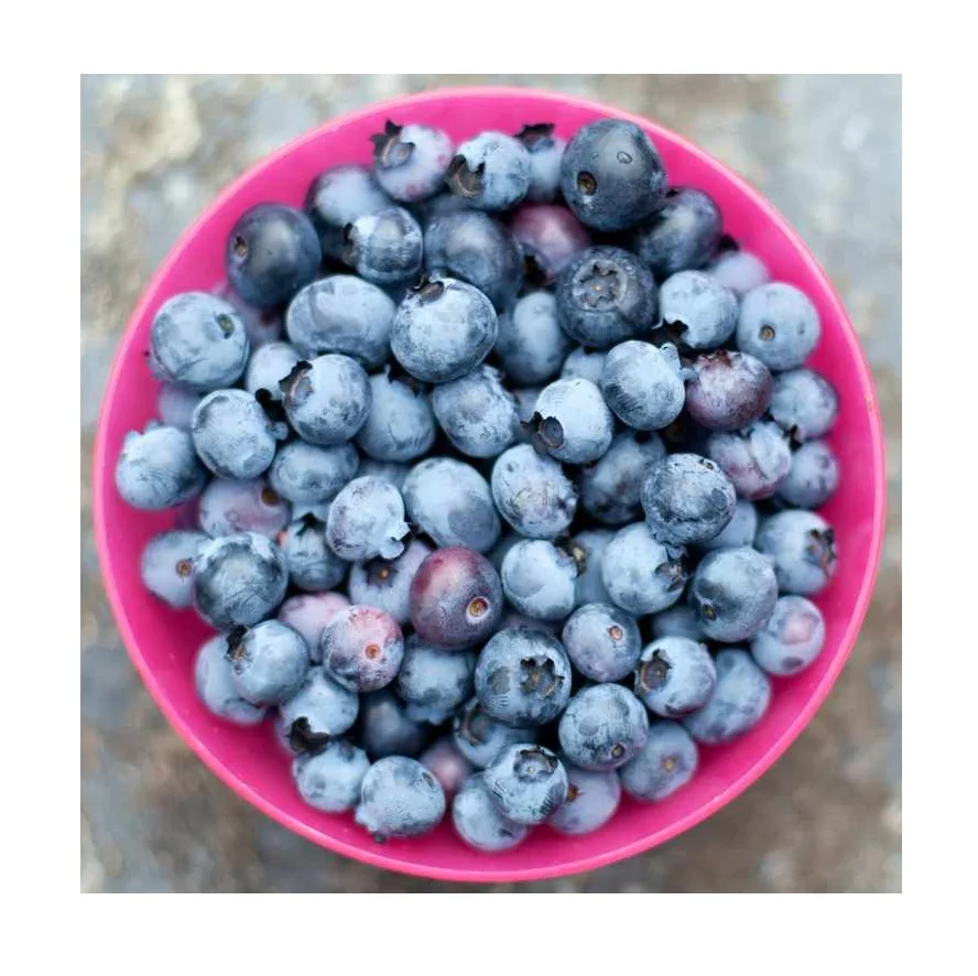 Best Price Organic Fresh Blueberries Fruit Available For Sale