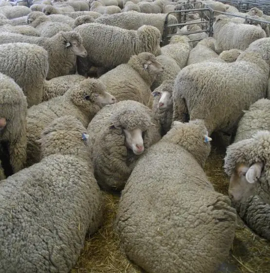 Овечья шерсть/мясо/молоко/кожа/бархат