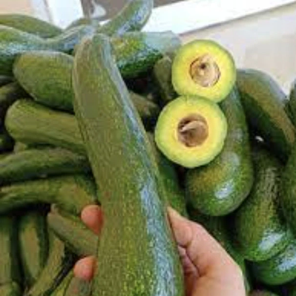 High quality cheap price fresh Avocado From Vietnam for good health packing customer label and barcode