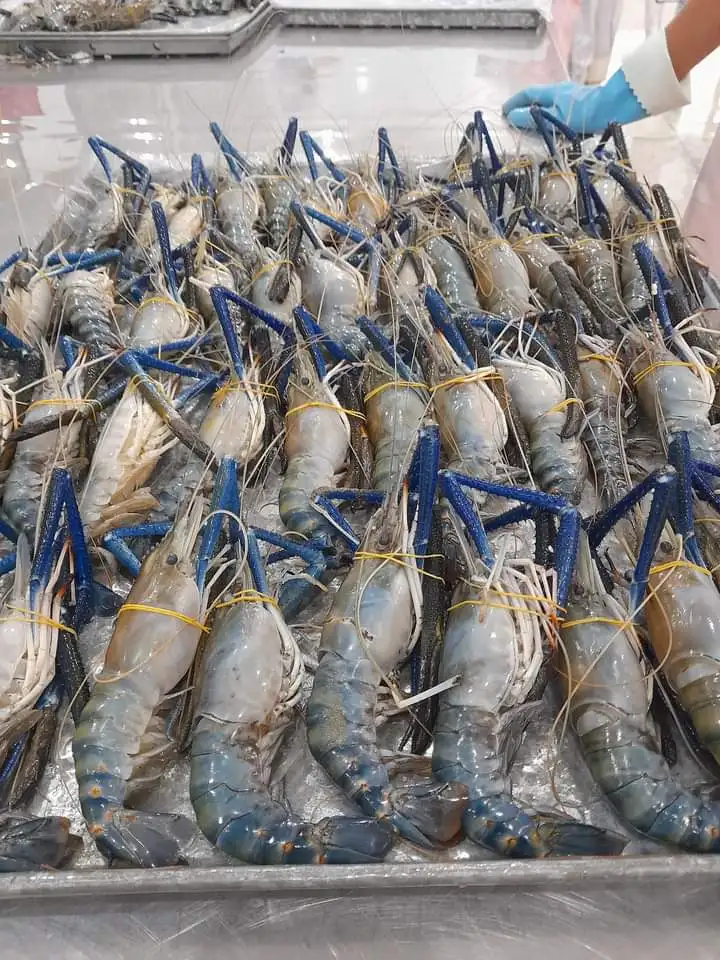 IQF Frozen largest Scampi Shrimp Freshwater prawn from Vietnam