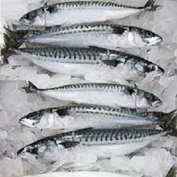 Wholesale IQF Frozen Mackerel Fish Whole Round Frozen Fillet  Seafood