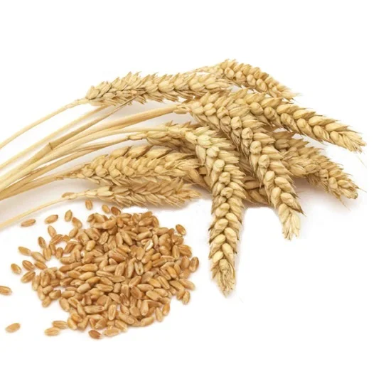 Hot Sales Delicious Taste High Grade Quality Soft and Hard Wheat Grains/Premium Quality Hard Wheat wholesale