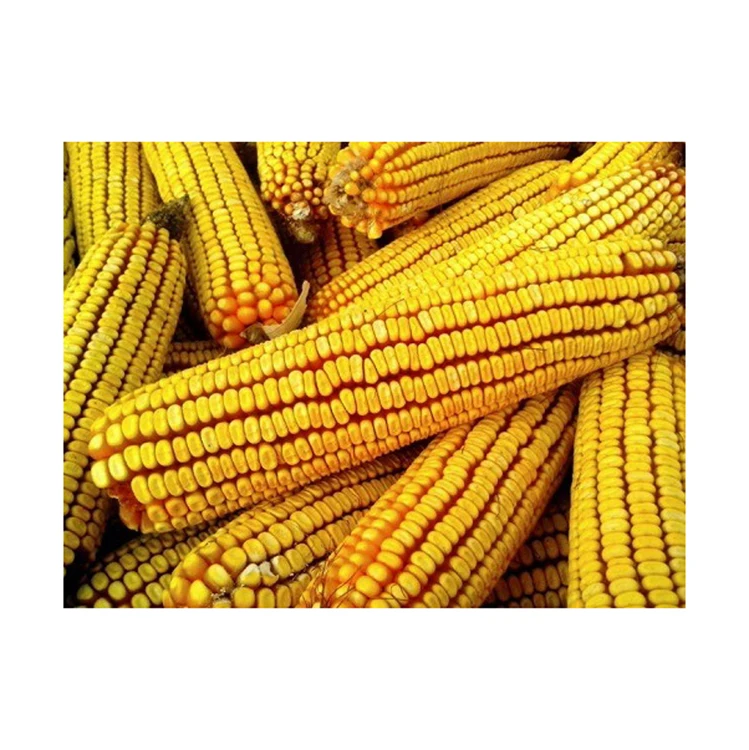 Non GMO Yellow Corn / Sweet Corn / Yellow Corn Maize for Sale in Bulk