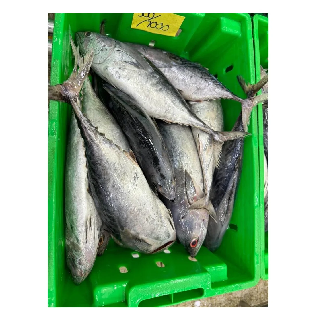 High Quality Sea Frozen Fish Whole Round Bonito Tuna Skipjack For Export Seafood Frozen Whole Round Bonito Tuna Fish Skipjack