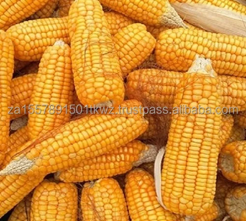 yellow maize...jpg