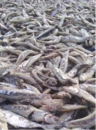 Сушеная Рыба Анчоуса сушеные Премиум рыбы морепродукты из Таиланда малый размер 1-2 см и 2-3 смешанные