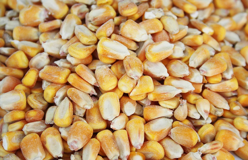 Best Quality Exporters of Indian Yellow Maize Corn For Animal Feed Bulk Quantity Supplier From India