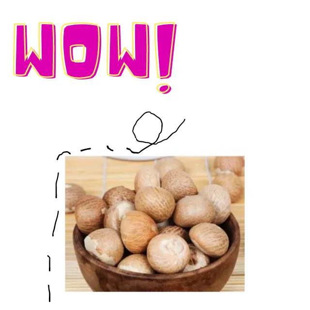 Betel Palm Areca Catechu for Snack Ingredients by Envico Bright Indonesia