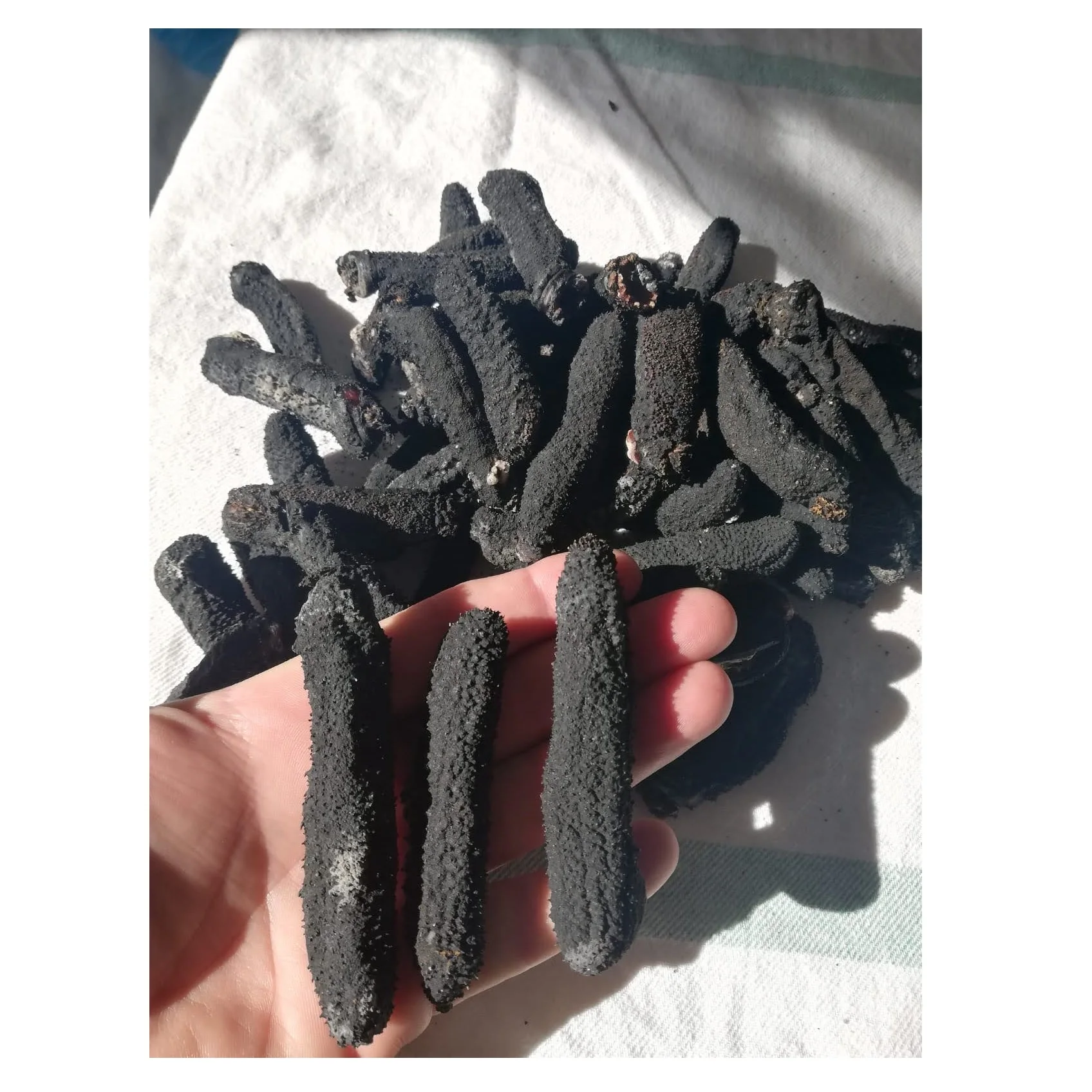 Wholesale Greece High Quality Fresh Seafood Fresh Delicious Dried Wild Animal Sea Cucumber