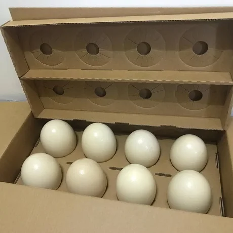 Ostrich Eggs1.jpg