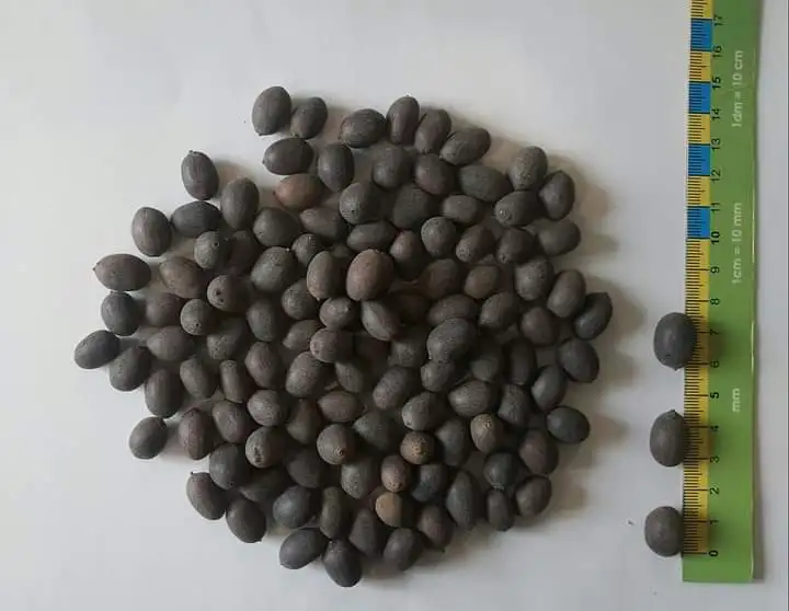 Hot Sale Good Quality Favourable Price Dried Black Lotus Flower Seeds for Export