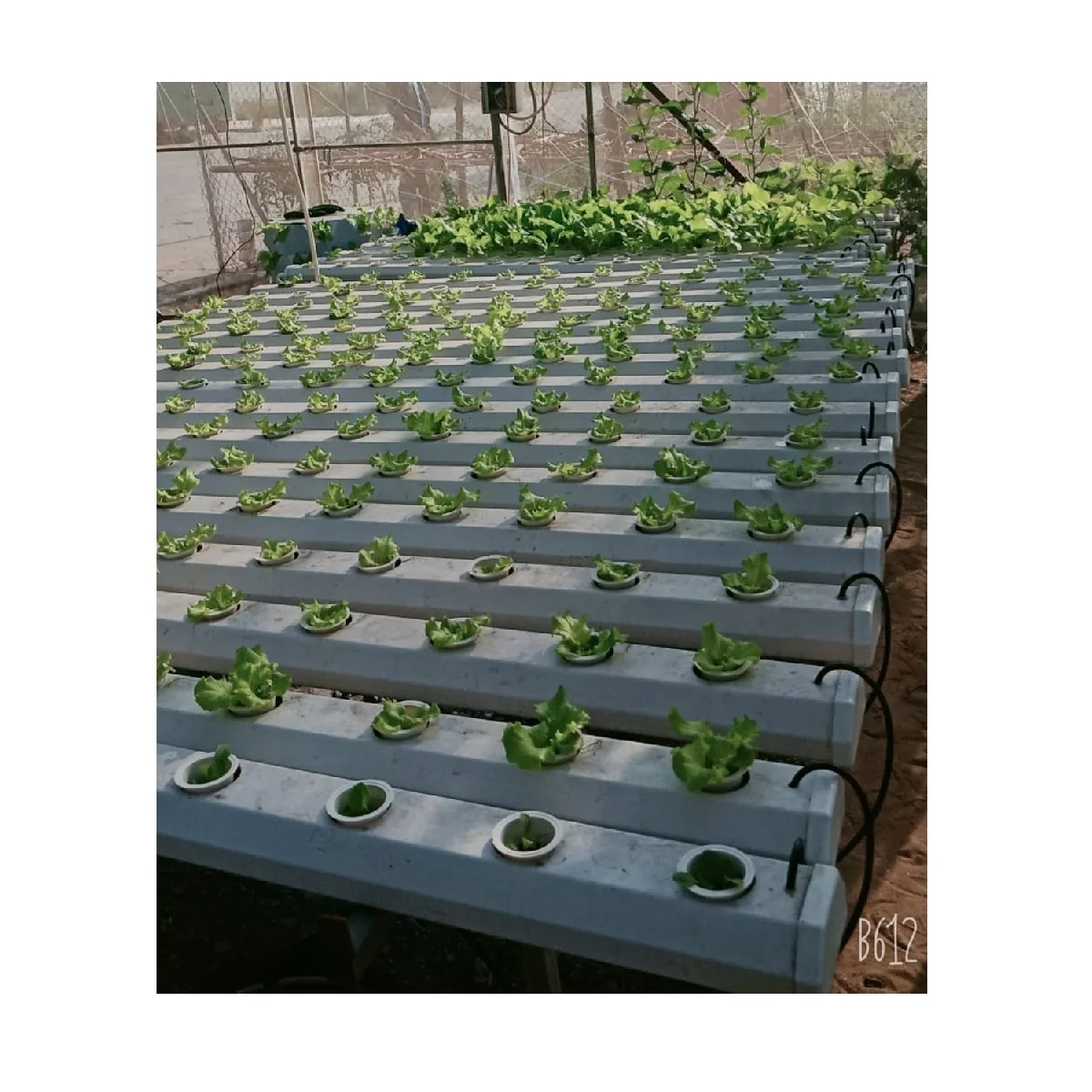Microgreens Growing System Indoor White Technology Manufacturing Greenhouse Hydroponic Growing System PVC Channel Pipe Vietnam