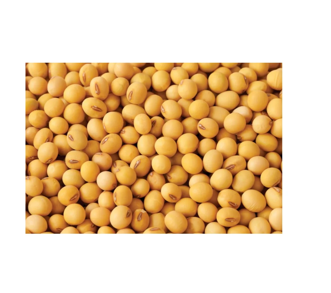 High Quality Wholesale Grade Non GMO Organic cheap price Yellow Soybeans Delicious Soybeans for sale