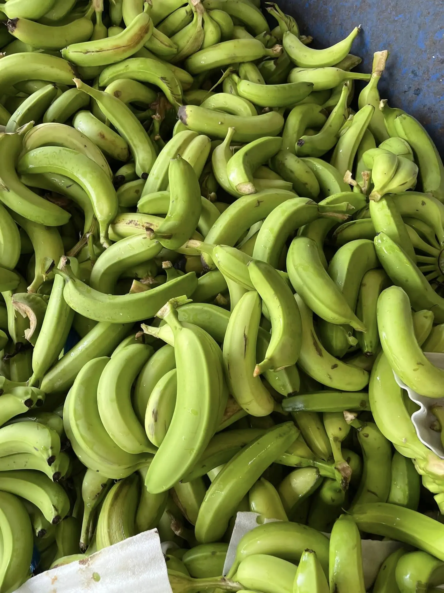 Vietnamese Fruit Cavendish Fresh Banana Quality Smoothies Green Cavendish Bananas Fresh Banana Fruit Desserts