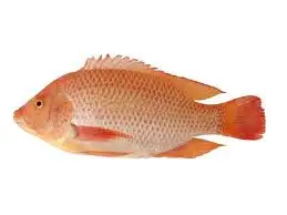 Wholesaler Frozen Fish Fresh Red Tilapia IQF Frozen Export In Bulk Customize Packing In Vacuum Bag For Sale