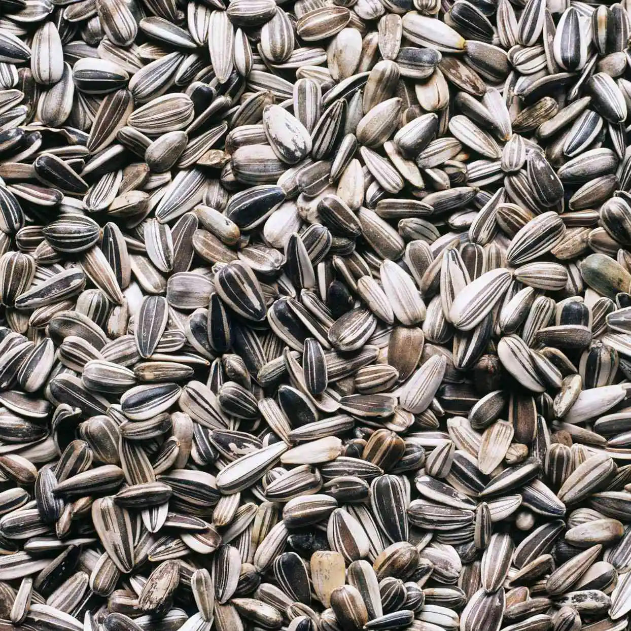 Factory Direct Sales Healthy Pure Natural Vegetable Nuts Newest Crop Organic Bulk Sunflower Seeds